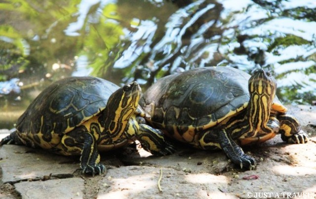 żółwie z Centro Mexicano de la Tortuga