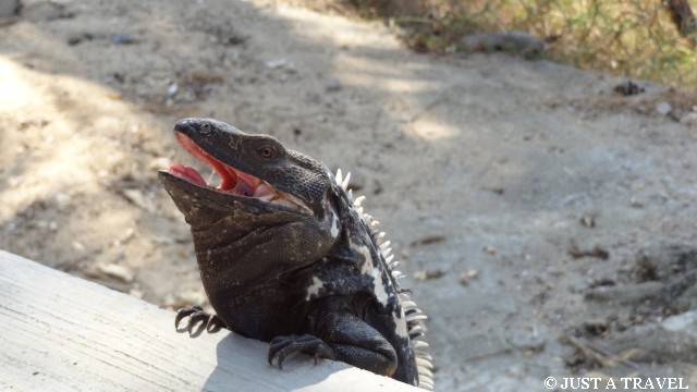 Iguana