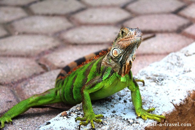 Iguana