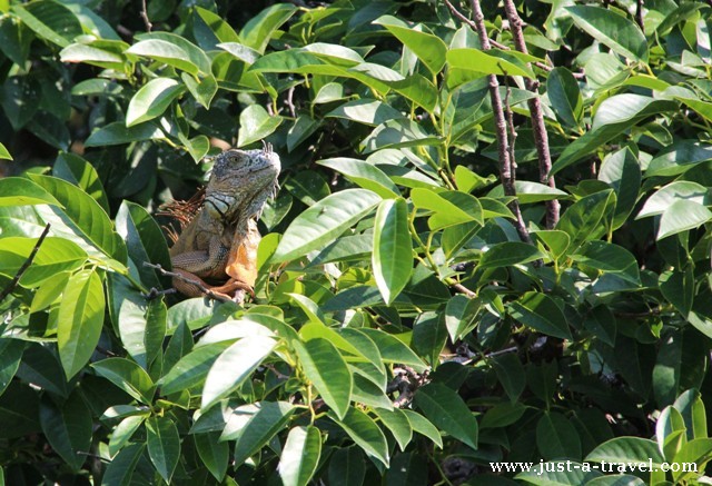 Iguana