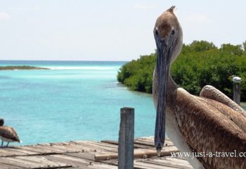 Punta Allen, Jukatan