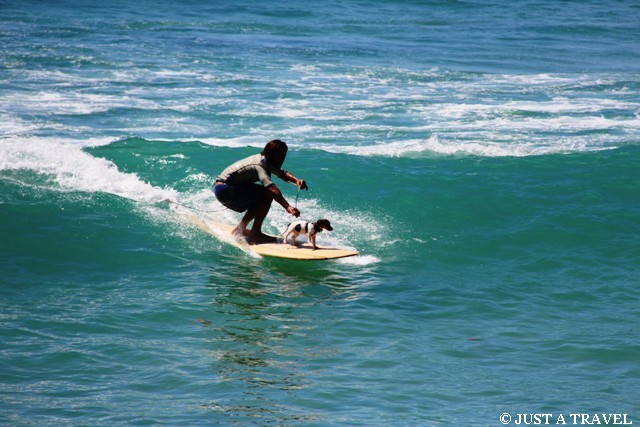 surfing z psem