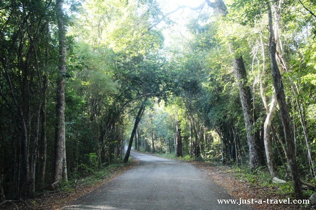 Droga do ruin Calakmul