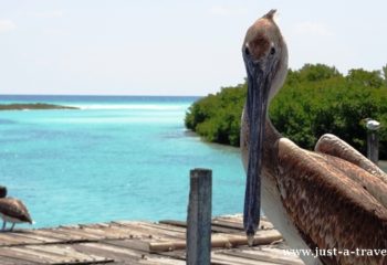 Punta Allen Pelikan brunatny pozujący do zdjęcia