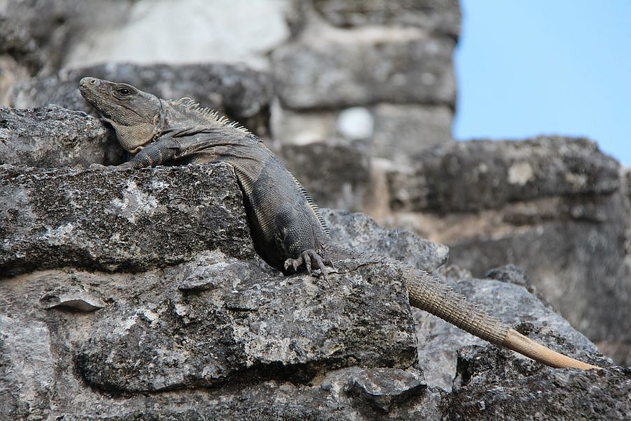 wyspa cozumel meksyk jukatan iguana