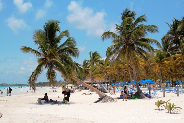 palmowy las na playa maya
