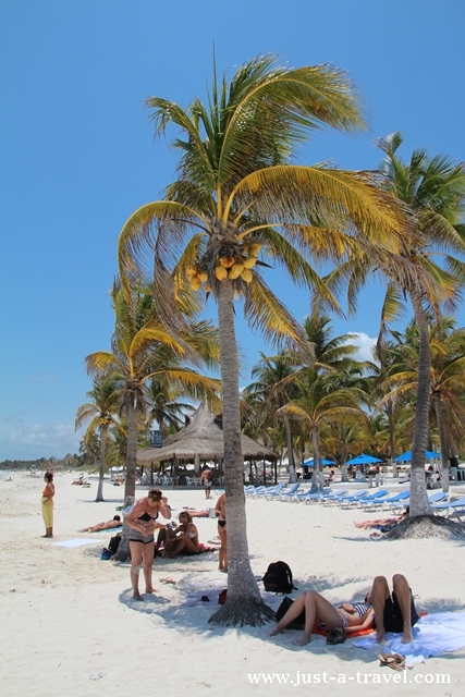 palmy na plaży playa maya w tulum