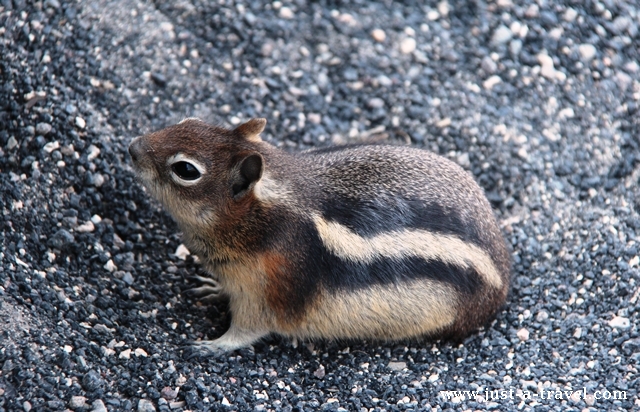 chipmunk