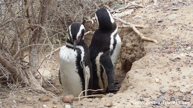 norka pingwinow
