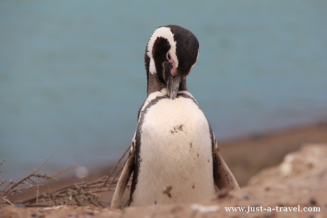 pingwin skubie piorka
