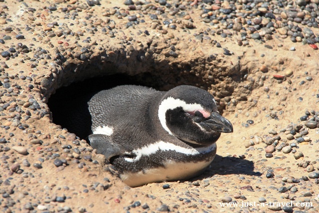 pingwin w norce
