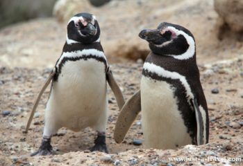 pingwiny magellanskie