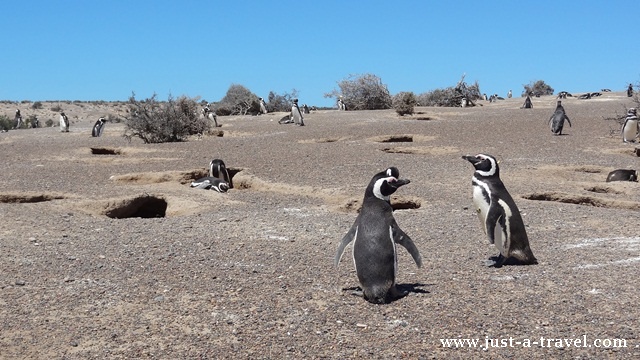 punta tombo