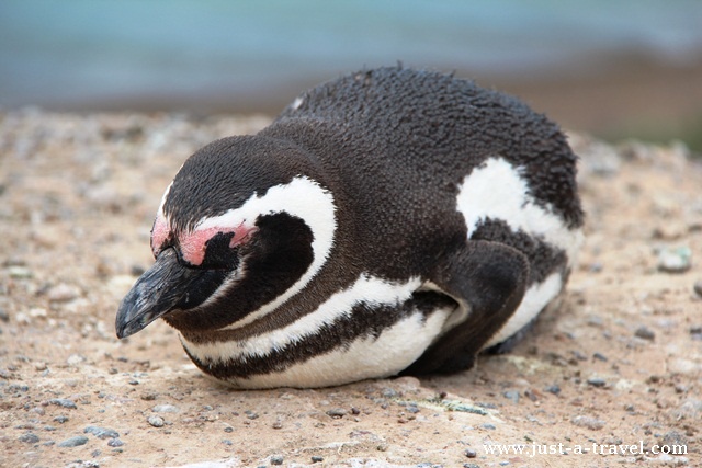 spiacy pingwin