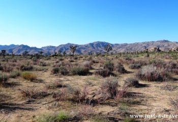 joshua tree national park