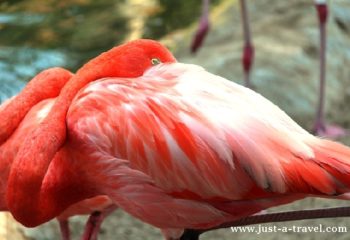 Zoo San Diego