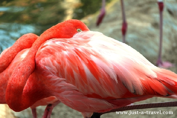 Zoo San Diego