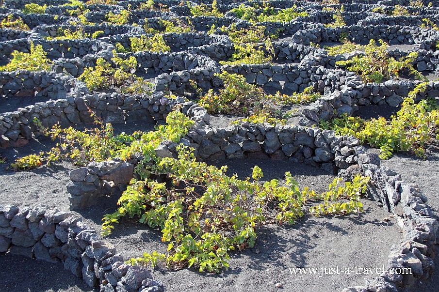 Pędy winogron na wyspie Lanzarote