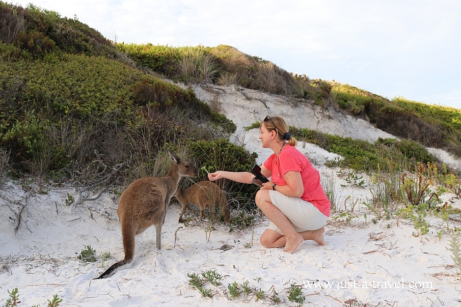 Kangurek z Lucky Bay