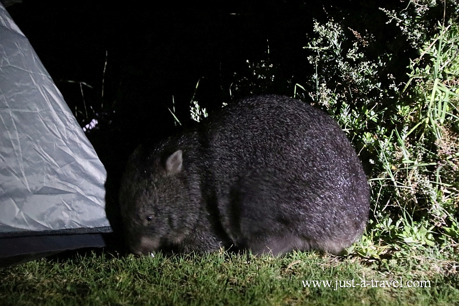 Wombat