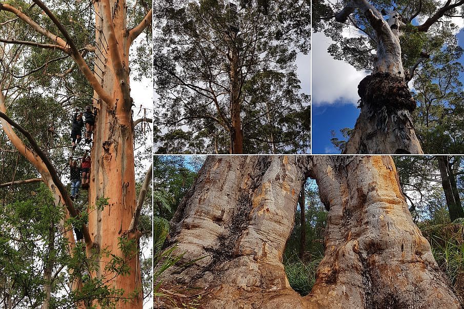 Giant Trees Australia Zachodnia 10 miejsc, które musisz zobaczyć w Australii Zachodniej