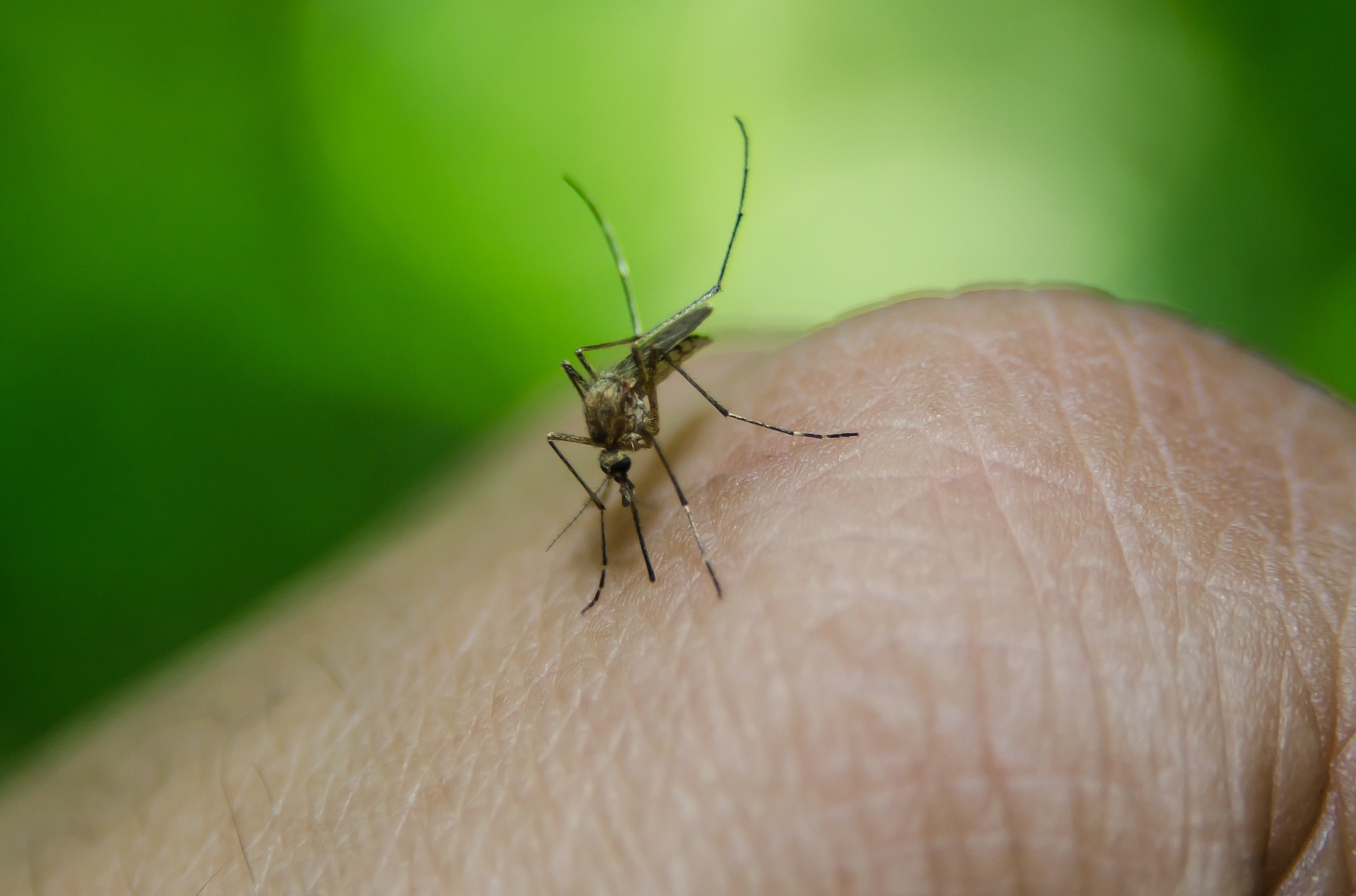Na co warto się zaszczepić malaria