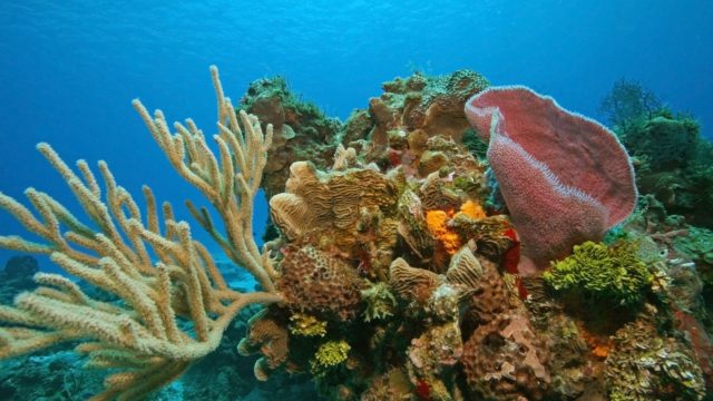 Ciekawostki o Meksyku -rafa koralowa